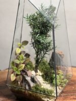 تراریوم بنسای تاکسوز طرح پنجو - Image 4