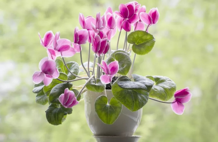 گیاهان آپارتمانی گلدار