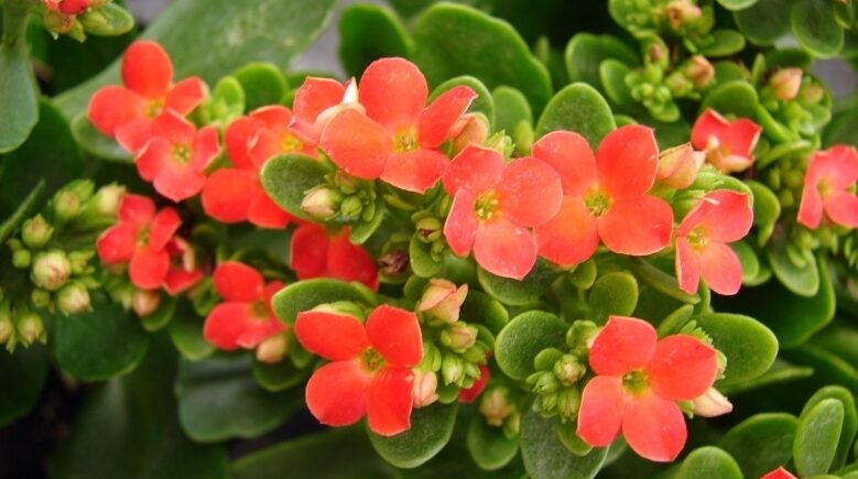 گیاه کالانکوئه