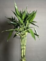 گیاه لاکی بامبو 100 Cm - Image 3