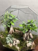 تراریوم لاکچری بنسای فیکوس طرح گرین بال - Image 4