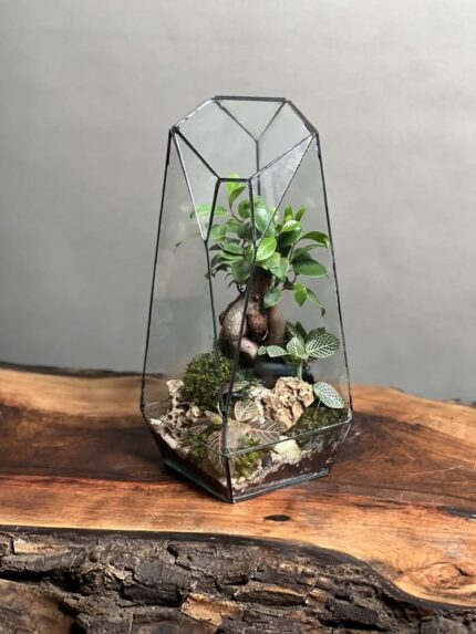 تراریوم بنسای فیکوس طرح فاکس 35 Cm