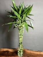 گیاه لاکی بامبو 100 Cm - Image 2