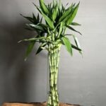 گیاه لاکی بامبو 100 Cm