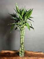 گیاه لاکی بامبو 100 Cm