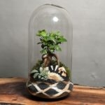 تراریوم بنسای فیکوس طرح حصیر