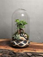 تراریوم بنسای فیکوس طرح حصیر