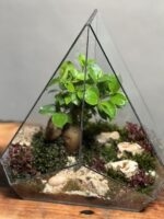 تراریوم بنسای فیکوس طرح بنزو - Image 4