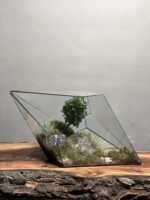تراریوم بنسای ژاپونیکا طرح الماس سبز ژاپن - Image 2