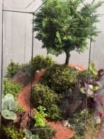 تراریوم بنسای نانا طرح تال پلاس - Image 4