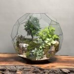 تراریوم لاکچری بنسای ژاپونیکا طرح گرین بال