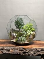 تراریوم لاکچری بنسای ژاپونیکا طرح گرین بال