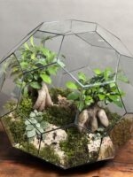 تراریوم لاکچری بنسای فیکوس طرح گرین بال - Image 3