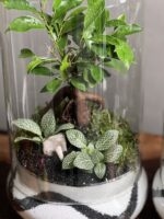 ۲ تا تراریوم بنسای فیکوس طرح بلک وایت - Image 4