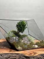 تراریوم بنسای ژاپونیکا طرح الماس سبز ژاپن - Image 3