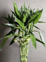 گیاه لاکی بامبو 100 Cm - Image 4