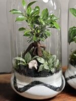 ۲ تا تراریوم بنسای فیکوس طرح بلک وایت - Image 3