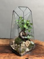 تراریوم بنسای فیکوس طرح فاکس 35 Cm - Image 2