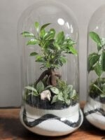 ۲ تا تراریوم بنسای فیکوس طرح بلک وایت - Image 2