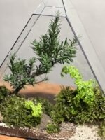 تراریوم بنسای تاکسوز طرح مثلث برمودا - Image 5