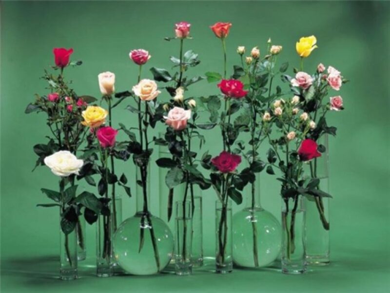 گل مناسب برای هدیه