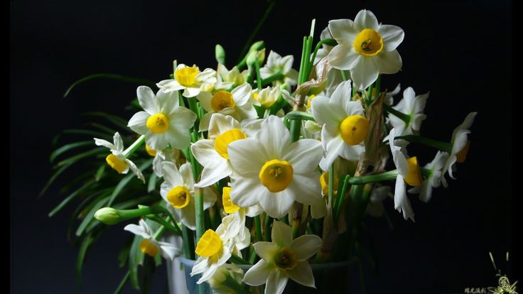 گل مناسب برای هدیه