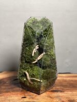 موساریوم طرح طبیعت آبنوس فاکس 35 Cm - Image 2
