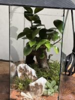 تراریوم چراغدار بنسای فیکوس طرح مینی جنگل - Image 6