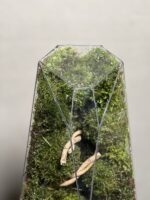 موساریوم طرح طبیعت آبنوس فاکس 35 Cm - Image 4