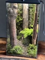 موساریوم چراغدار طرح جنگل بامبو (تراریوم) - Image 4