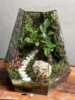 موساریوم بنسای فیکوس طرح پله ی زندگی (تراریوم) - Image 3