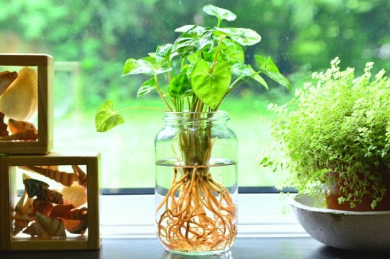 کود مخصوص گیاهان آبزی