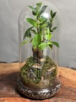 تراریوم بنسای فیکوس طرح مینی رد راک - Image 2