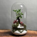 تراریوم بنسای فیکوس طرح گرین