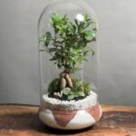 تراریوم بنسای فیکوس طرح دات اورنج