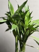 گیاه بامبو رومیزی سبز - Image 3