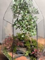 تراریوم بنسای ژاپونیکا طرح الماس سرخ - Image 4