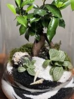 تراریوم بنسای فیکوس طرح موج تو موج - Image 4