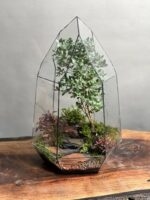 تراریوم بنسای ژاپونیکا طرح الماس سرخ - Image 2
