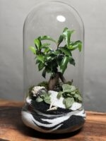 تراریوم بنسای فیکوس طرح موج تو موج - Image 2