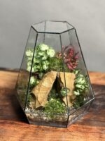 تراریوم + موساریوم پک طرح فلت 25 Cm - Image 5