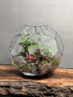 تراریوم لاکچری بنسای فیکوس طرح توپ سبز 40 Cm