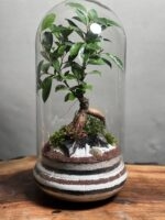 تراریوم بنسای فیکوس طرح لاین - Image 2