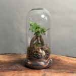 تراریوم بنسای فیکوس طرح مینی بلک فایر