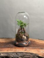 تراریوم بنسای فیکوس طرح مینی بلک فایر