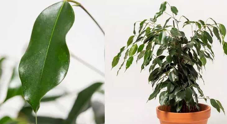 نگهداری و تکثیر گیاه فیکوس بنجامین