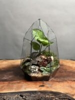 تراریوم رطوبتی طرح الماس کوچولو - Image 2