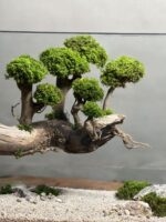 تراریوم درخت جاودان طرح دره - Image 4
