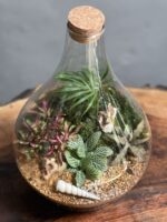 تراریوم رطوبتی طرح پوپک - Image 3