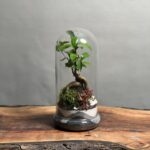 تراریوم بنسای فیکوس طرح مینی گری